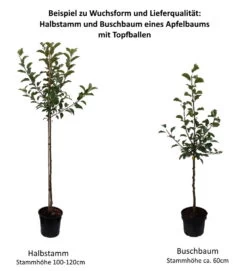 Gewürzluiken Malus Domestica `Gewürzluiken´ -Premium-Pflanzenauswahl-Shop 0 Baumformen Buschbaum und Halbstamm