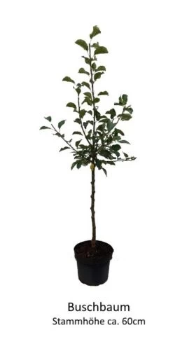 Rosette® Malus Domestica -Premium-Pflanzenauswahl-Shop 0 Baumformen Buschbaum7a73FmYDHOZC2