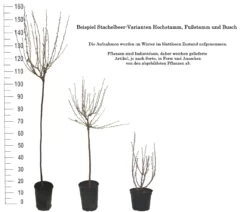 Tatjana, Grün, Fast Stachellos Ribes Uva-crispa `Tatjana´ 9 Tatjana, Grün, Fast Stachellos Ribes Uva-crispa `Tatjana´ -Premium-Pflanzenauswahl-Shop 1 Beispiel Stachelbeeren Wuchsformen5728MZOmFH4CB