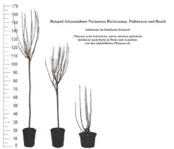 Rolan Ribes Rubrum `Rolan´ -Premium-Pflanzenauswahl-Shop 1Beispiel Johannisbeere WuchsformenubMxZbmWVRpso