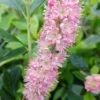 Zimterle - Clethra Clethra Alnifolia 2 Zimterle - Clethra Clethra Alnifolia -Premium-Pflanzenauswahl-Shop 20170802 130016