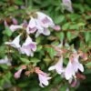 Abelie `Pinky Bells®´ Abelia Grandiflora 1 Abelie `Pinky Bells®´ Abelia Grandiflora -Premium-Pflanzenauswahl-Shop Abelia Pinky Bells