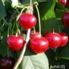 Achat Ⓢ Prunus Cerasus `Achat´