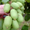 Bayern-Kiwi `Issai´ (selbstfruchtbar) Actinidia Arguta `Issai´ 1 Bayern-Kiwi `Issai´ (selbstfruchtbar) Actinidia Arguta `Issai´ -Premium-Pflanzenauswahl-Shop Actinidia Issai