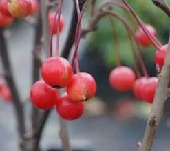 Zwerg-Zierapfel `Adirondack´ Malus ´Adirondack´ 9 Zwerg-Zierapfel `Adirondack´ Malus ´Adirondack´ -Premium-Pflanzenauswahl-Shop Adirondack Frucht Oktober