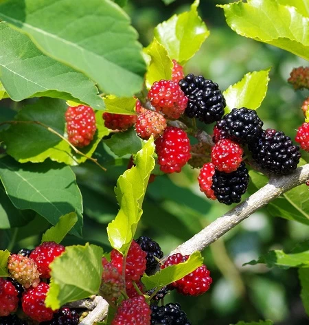 Kompakt Wachsende Maulbeere `Mulle´ Morus Acidosa `Mulle´ 3 Kompakt Wachsende Maulbeere `Mulle´ Morus Acidosa `Mulle´