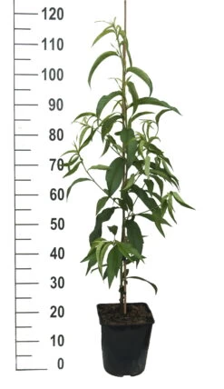 Säulen-Nektarine `Alice Col´ Ⓢ Prunus Nucipersica `Alice Col´ -Premium-Pflanzenauswahl-Shop Alice Col weiss