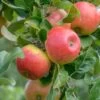Alkmene Malus Domestica -Premium-Pflanzenauswahl-Shop Alkmene Apfel