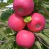 Allegro Ⓢ Malus Domestica 1 Allegro Ⓢ Malus Domestica -Premium-Pflanzenauswahl-Shop Allegro