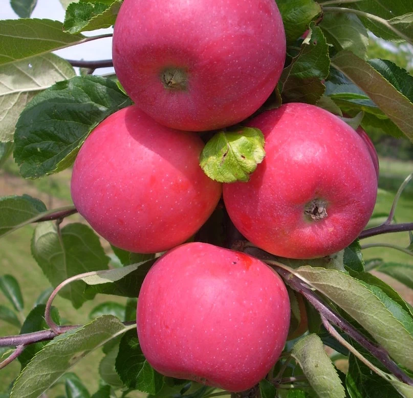 Allegro Ⓢ Malus Domestica 3 Allegro Ⓢ Malus Domestica