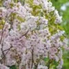 Säulenzierkirsche `Amanogawa´ Prunus Serrulata `Amanogawa´ 2 Säulenzierkirsche `Amanogawa´ Prunus Serrulata `Amanogawa´ -Premium-Pflanzenauswahl-Shop Amanogawa