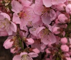 Zwergpfirsich `Amber® Pix ZeeⓈ´ Prunus Persica 9 Zwergpfirsich `Amber® Pix ZeeⓈ´ Prunus Persica -Premium-Pflanzenauswahl-Shop Amber Pix Zee