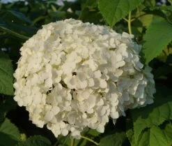 Garten-Hortensie `Incrediball®´ Hydrangea Arborescens 9 Garten-Hortensie `Incrediball®´ Hydrangea Arborescens -Premium-Pflanzenauswahl-Shop Anabelle Hortensie