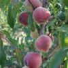Pfirsich Anneliese Rudolph Prunus Persica `Anneliese Rudolph´ 2 Pfirsich Anneliese Rudolph Prunus Persica `Anneliese Rudolph´ -Premium-Pflanzenauswahl-Shop Anneliese Rudolph 1