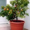 Zwerg-Aprikose `Garden Aprigold® ´ Prunus Armeniaca `Garden Aprigold´ -Premium-Pflanzenauswahl-Shop Aprigold
