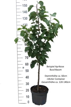 Ungarische Beste Prunus Armeniaca `Ungarische Beste´ -Premium-Pflanzenauswahl-Shop Aprikose Beispiel BuschbaumTiHyozuxpTkgO