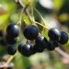Aronia Aron - Großfrüchtige Apfelbeere Aronia Melanocarpa `Aron´ 1 Aronia Aron - Großfrüchtige Apfelbeere Aronia Melanocarpa `Aron´ -Premium-Pflanzenauswahl-Shop Aronia
