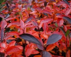 Aronia- Apfelbeere Hugin Aronia Melanocarpa `Hugin´ -Premium-Pflanzenauswahl-Shop Aronia Hugin Herbstf rbung