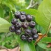 Aronia- Apfelbeere Hugin Aronia Melanocarpa `Hugin´ 1 Aronia- Apfelbeere Hugin Aronia Melanocarpa `Hugin´ -Premium-Pflanzenauswahl-Shop Aronia33