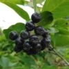 Aronia- Apfelbeere Nero Aronia Prunifolia `Nero´ 2 Aronia- Apfelbeere Nero Aronia Prunifolia `Nero´ -Premium-Pflanzenauswahl-Shop Aronia34