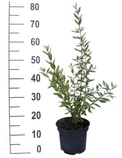 Silberblättrige Büffelbeere Sheperdia Argentea -Premium-Pflanzenauswahl-Shop B ffelbeere weiss