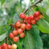Büttner´s Rote Knorpelkirsche Prunus Avium `Büttner´s Rote Knorpelkirsche´ -Premium-Pflanzenauswahl-Shop B ttners
