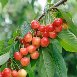 Büttner´s Rote Knorpelkirsche Prunus Avium `Büttner´s Rote Knorpelkirsche´