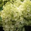 Rispenhortensie `Bobo®´ Hydrangea Paniculata `Bobo´ 2 Rispenhortensie `Bobo®´ Hydrangea Paniculata `Bobo´ -Premium-Pflanzenauswahl-Shop BOBO
