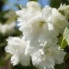 Bauern-Jasmin `Schneesturm´ Philadelphus Coronarius `Schneesturm´ 2 Bauern-Jasmin `Schneesturm´ Philadelphus Coronarius `Schneesturm´ -Premium-Pflanzenauswahl-Shop Bauern Jasmin Schneesturm 2