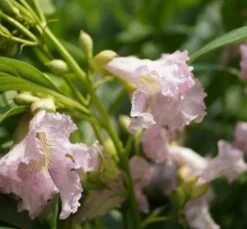 Sommerglocke / Baumoleander `Summer Bells´ Chitalpa Tashkentensis `Summer Bells´ -Premium-Pflanzenauswahl-Shop Baumoleander Summer Bells 1