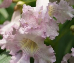 Sommerglocke / Baumoleander `Summer Bells´ Chitalpa Tashkentensis `Summer Bells´ -Premium-Pflanzenauswahl-Shop Baumoleander Summer Bells 4