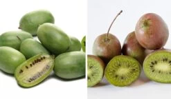 Bayernkiwi 3er-Set Mit Großfrüchtigen Sorten Actinidia Arguta