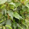 Bayernkiwi Männlich (Befruchtersorte) Actinidia Arguta -Premium-Pflanzenauswahl-Shop Bayernkiwi m nnlich