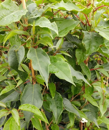 Bayernkiwi Männlich (Befruchtersorte) Actinidia Arguta 3 Bayernkiwi Männlich (Befruchtersorte) Actinidia Arguta