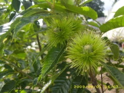 Esskastanie `Belle Epine´ Castanea Sativa `Belle Epine´ -Premium-Pflanzenauswahl-Shop Belle Epine