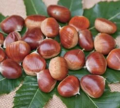 Esskastanie `Belle Epine´ Castanea Sativa `Belle Epine´