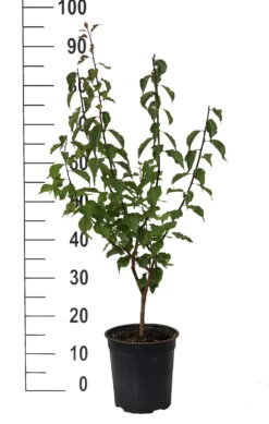 Japanische Zier-Aprikose `Beni-chi-dori´ Prunus Mume `Beni-chi-dori´ -Premium-Pflanzenauswahl-Shop Beni chi dori Zieraprikose