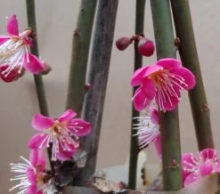 Japanische Zier-Aprikose `Beni-chi-dori´ Prunus Mume `Beni-chi-dori´ -Premium-Pflanzenauswahl-Shop Benichidori