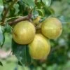 Benita®, Kreuzung Aus Birne Und Nashi Pyrus Pyrifolia `Benita´ 1 Benita®, Kreuzung Aus Birne Und Nashi Pyrus Pyrifolia `Benita´ -Premium-Pflanzenauswahl-Shop Benita 2