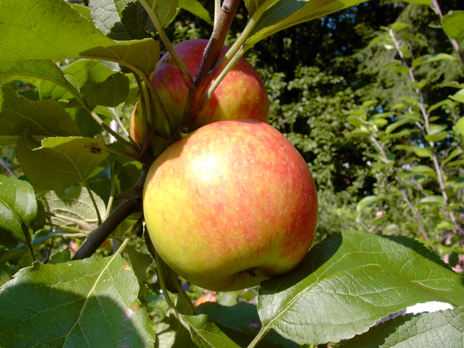 Biesterfelder Renette Malus Domestica 4 Biesterfelder Renette Malus Domestica – Bild 2