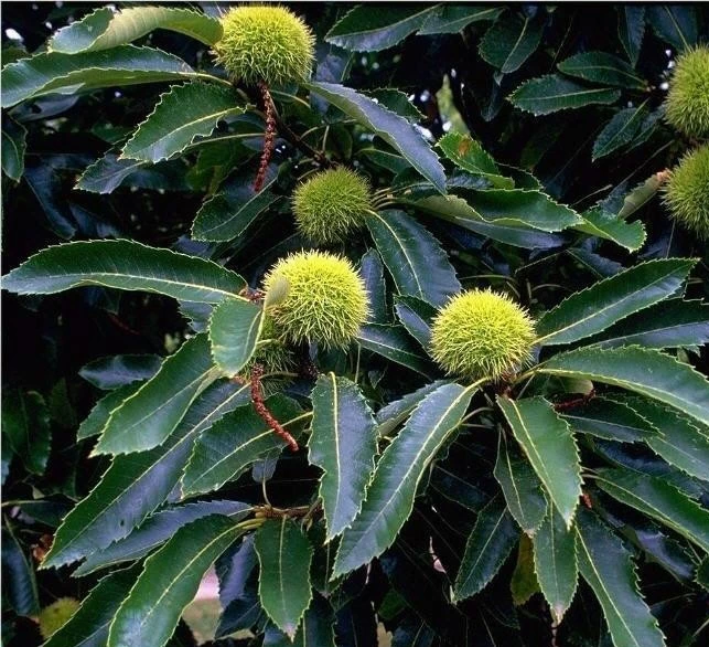 Esskastanie `Doré De Lyon´ Halbstamm Castanea Sativa `Dore De Lyon´ 4 Esskastanie `Doré De Lyon´ Halbstamm Castanea Sativa `Dore De Lyon´ – Bild 2