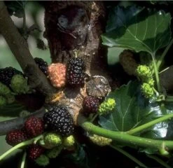 Schwarze Maulbeere Morus Nigra