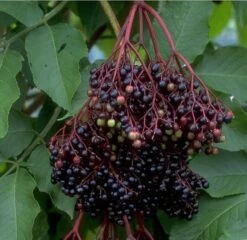 Holunder Haschberg Sambucus Nigra `Haschberg´ -Premium-Pflanzenauswahl-Shop Bilder Green Base 075