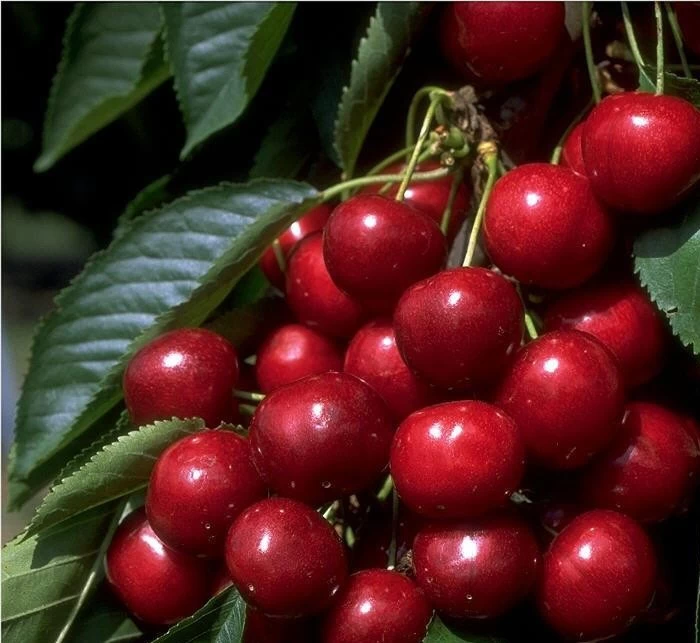 Hedelfinger Riesenkirsche Prunus Avium `Hedelfinger Riesenkirsche´ 3 Hedelfinger Riesenkirsche Prunus Avium `Hedelfinger Riesenkirsche´