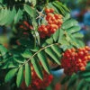 Essbare Eberesche - Sorbus `Edulis´ Sorbus Aucuparia `Edulis´ -Premium-Pflanzenauswahl-Shop Bilder QVC f r Fr hjahr 2007 006