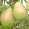 Zwergbirne `Luisa´ Pyrus Communis `Luisa´ -Premium-Pflanzenauswahl-Shop Birne