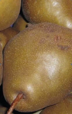 Uta Pyrus Communis `Uta´ -Premium-Pflanzenauswahl-Shop Birne UTA