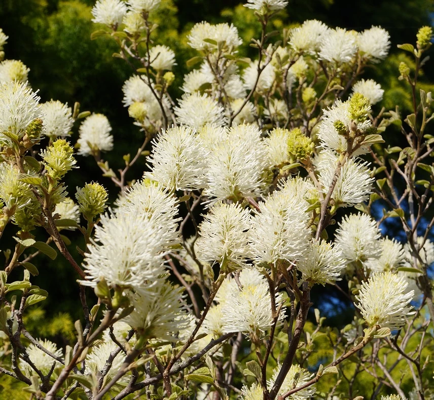 Großer Federbuschstrauch Fothergilla Major 7 Großer Federbuschstrauch Fothergilla Major – Bild 5