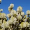 Großer Federbuschstrauch Fothergilla Major 1 Großer Federbuschstrauch Fothergilla Major -Premium-Pflanzenauswahl-Shop Bl te Fothergilla2