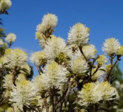 Großer Federbuschstrauch Fothergilla Major
